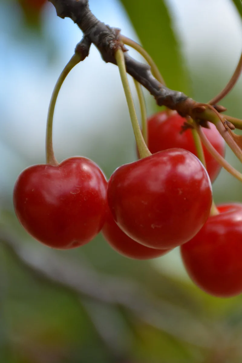 Fruit, Cherry Sour Montmorency
