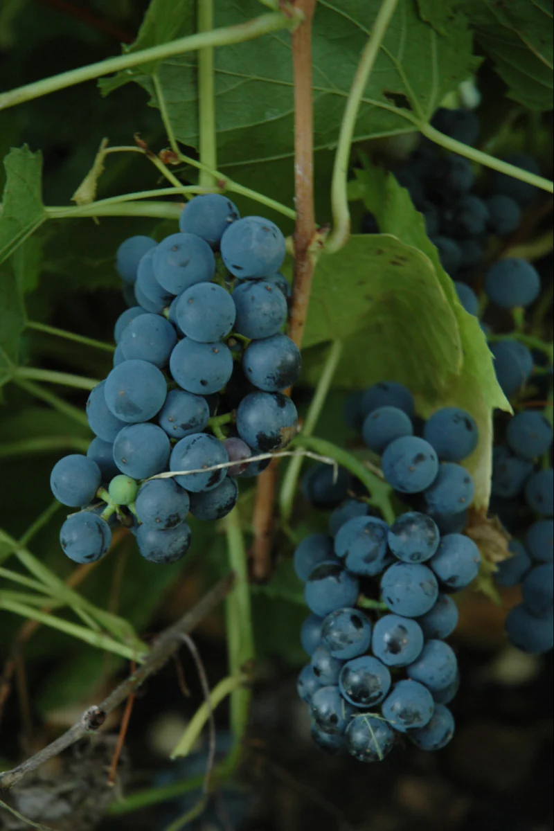 Fruit, Grape Valient 1G