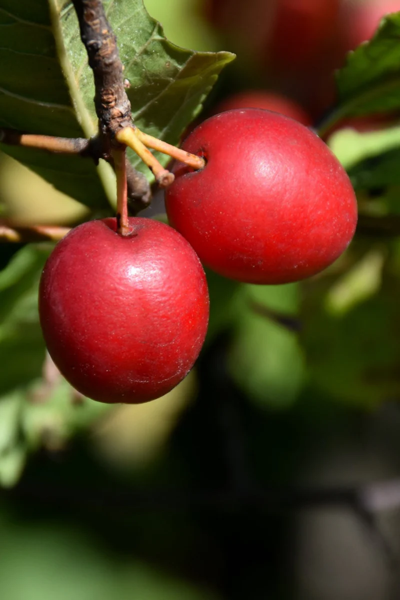 Fruit, Plum American