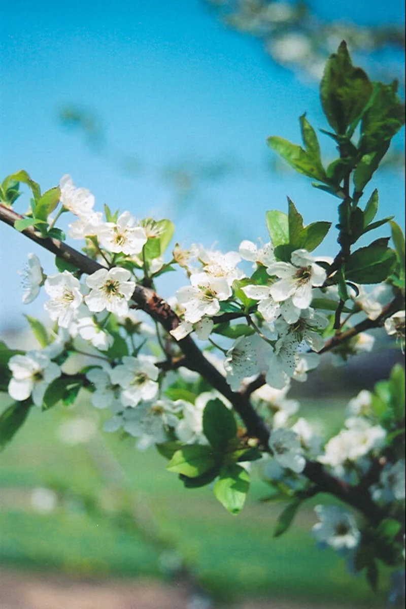 Fruit, Plum Shiro