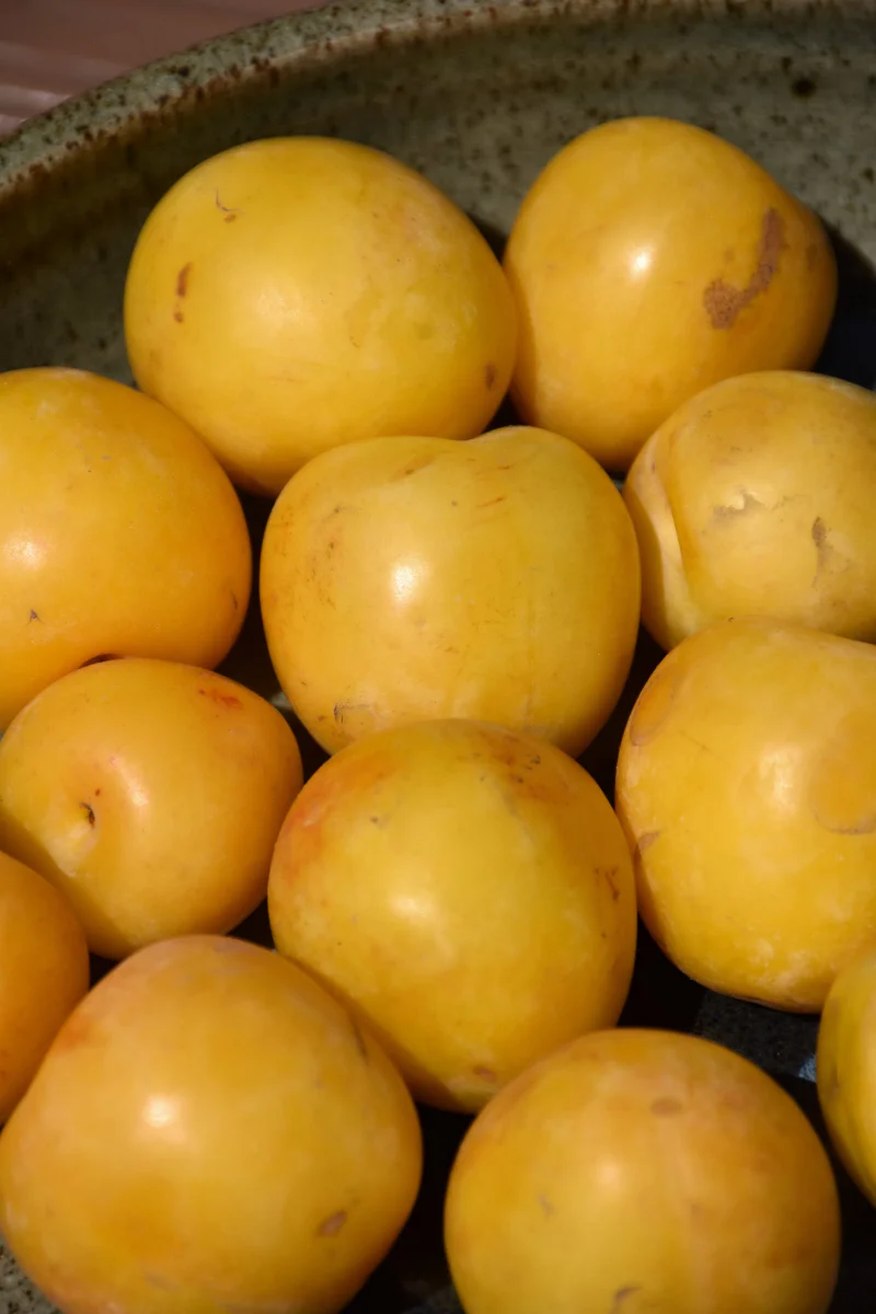 Fruit, Plum Shiro - Image 2