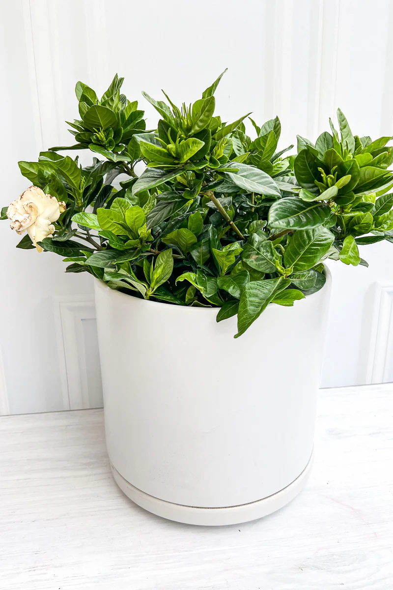 Gardenia, 6" - Image 2