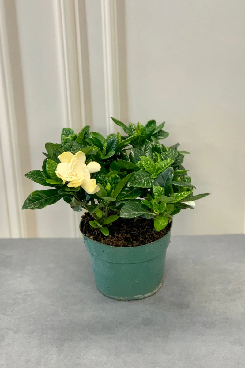 Gardenia, 6" - Image 3