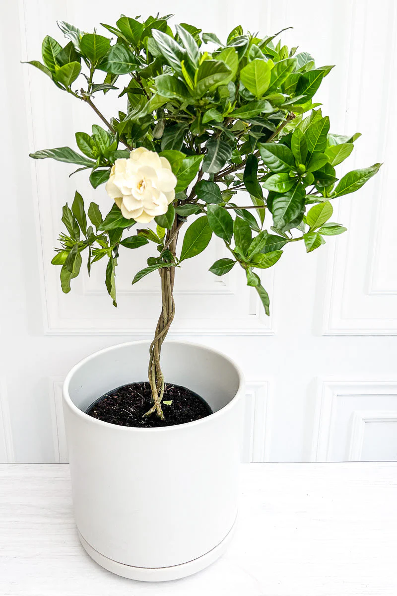 Gardenia, 8" Standard (Tree Form) - Image 2