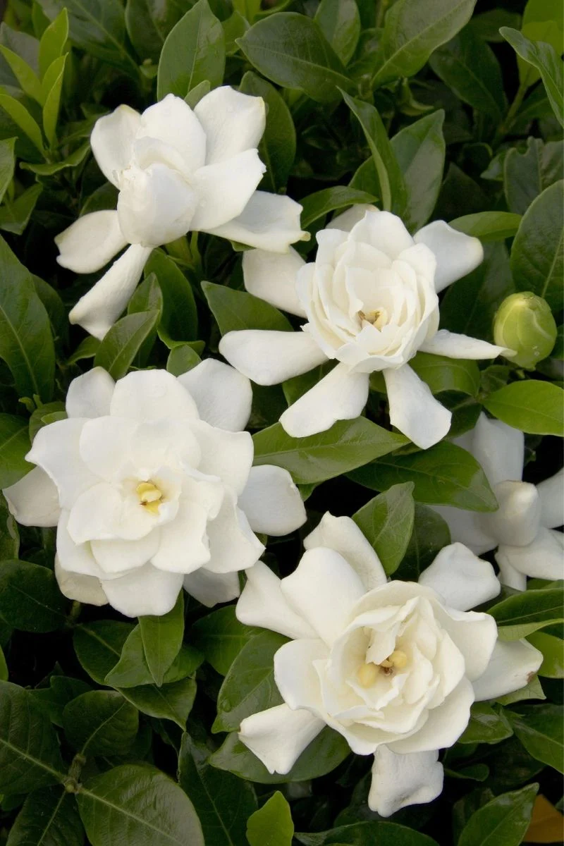 Gardenia August Beauty Stnd