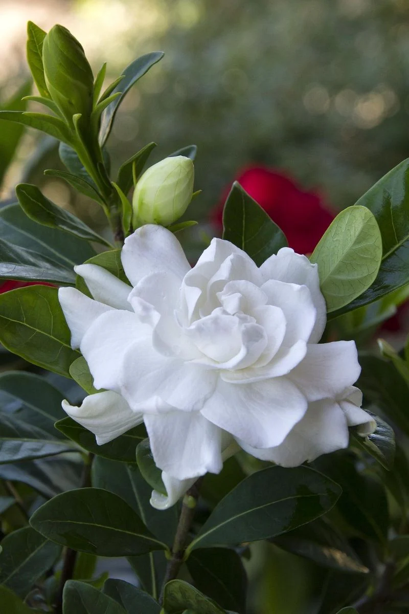 Gardenia Everblooming