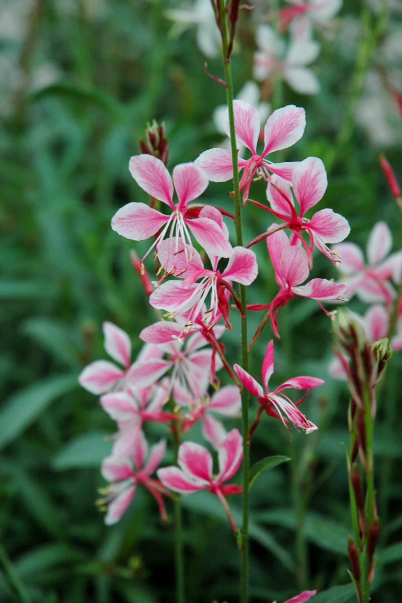 Gaura, Siskiyou Pink