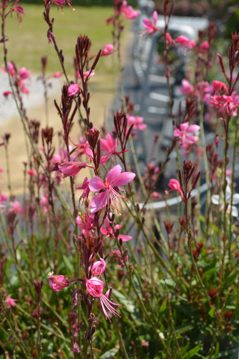 Gaura, Steffi Dark Rose