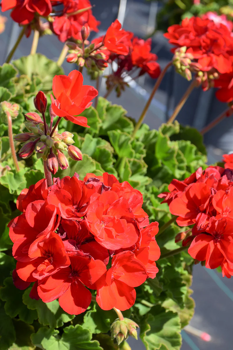 Geranium, American Dark Red - Image 2