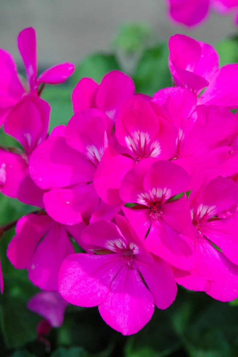 Geranium Calie Lavender