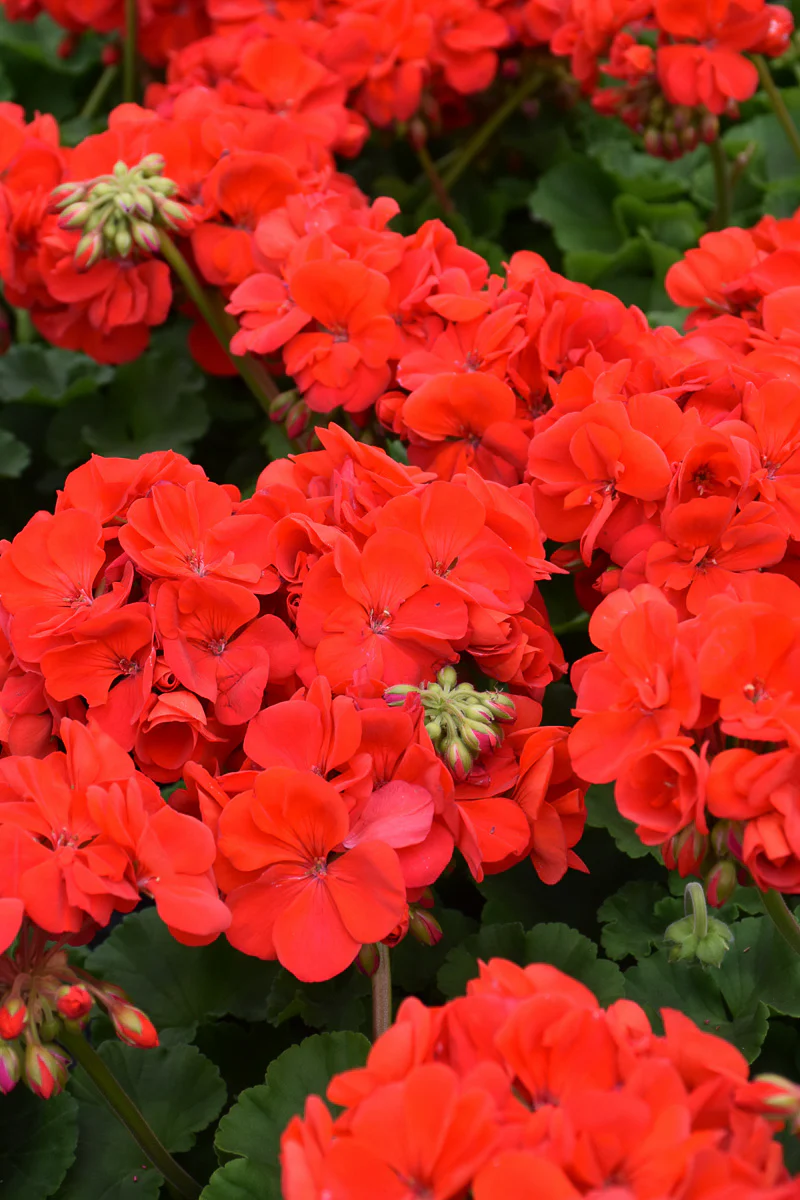 Geranium, Patriot Bright Red - Image 2