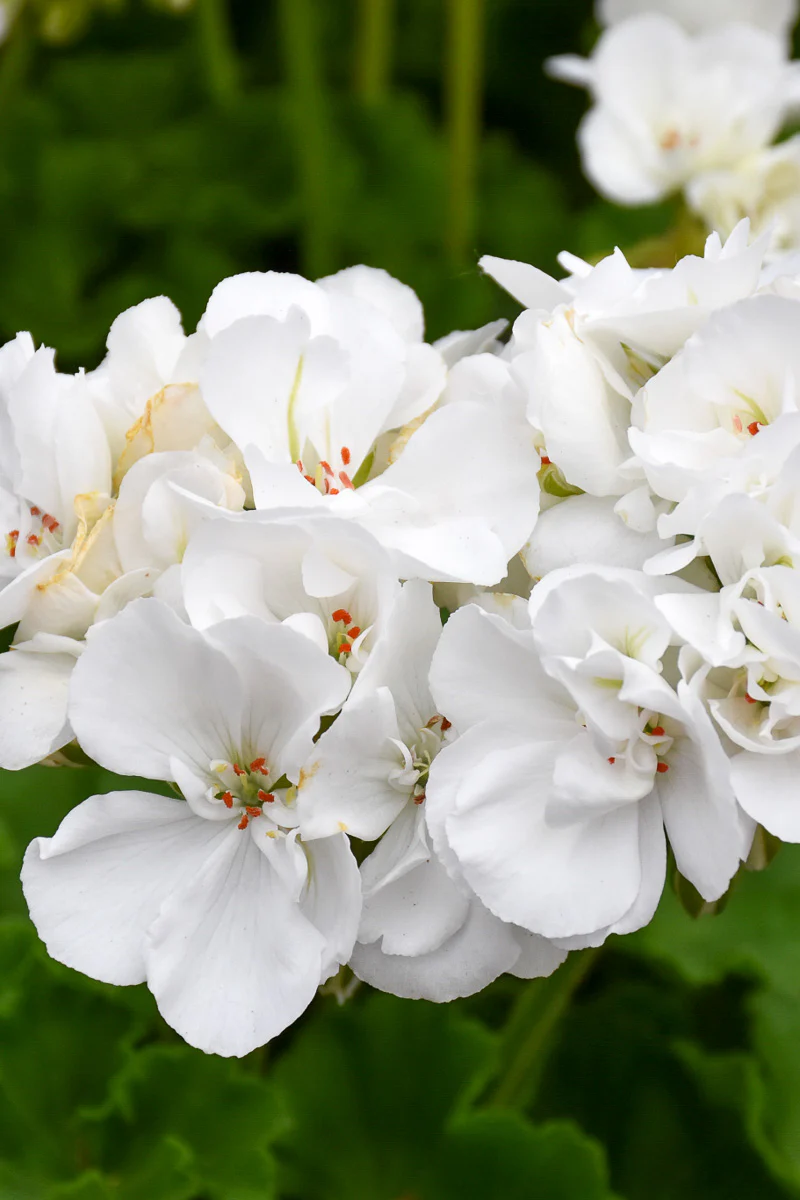 Geranium, Patriot White