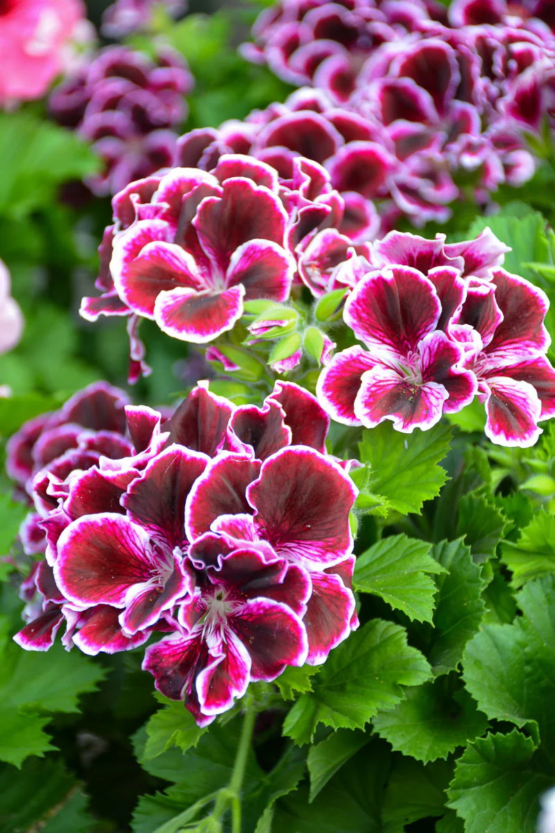 Geranium, Regal Imperial