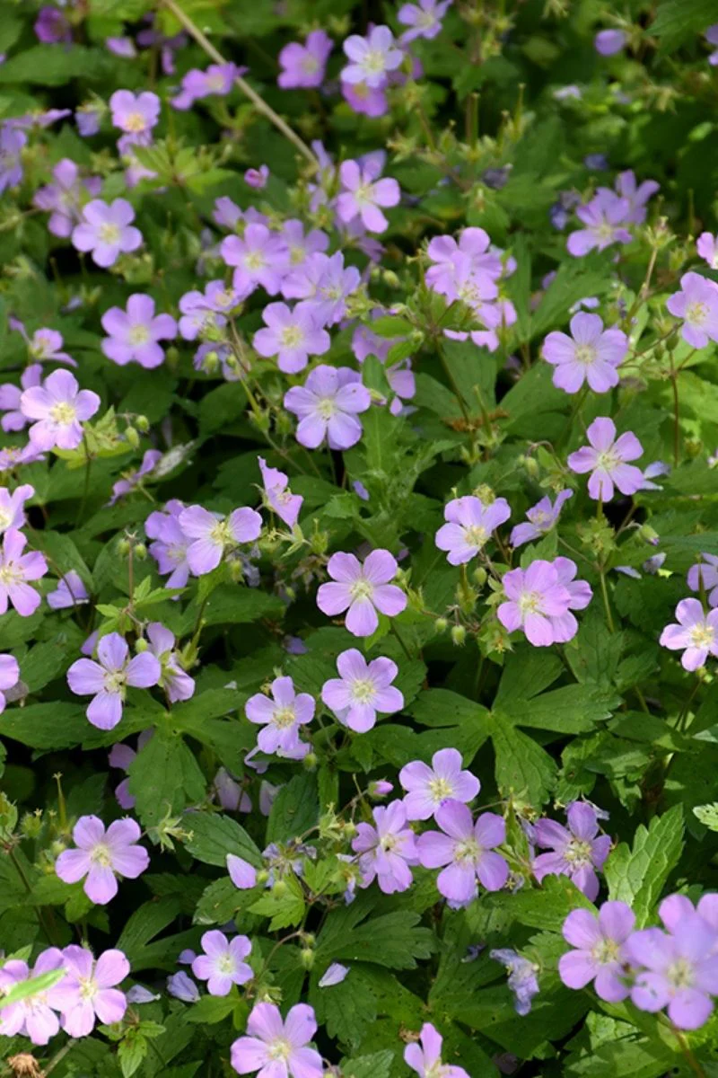 Geranium, Wild