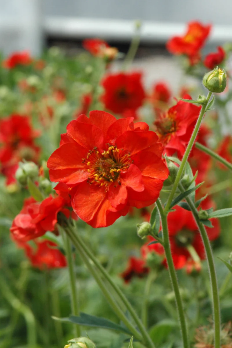Geum, Mrs. Bradshaw
