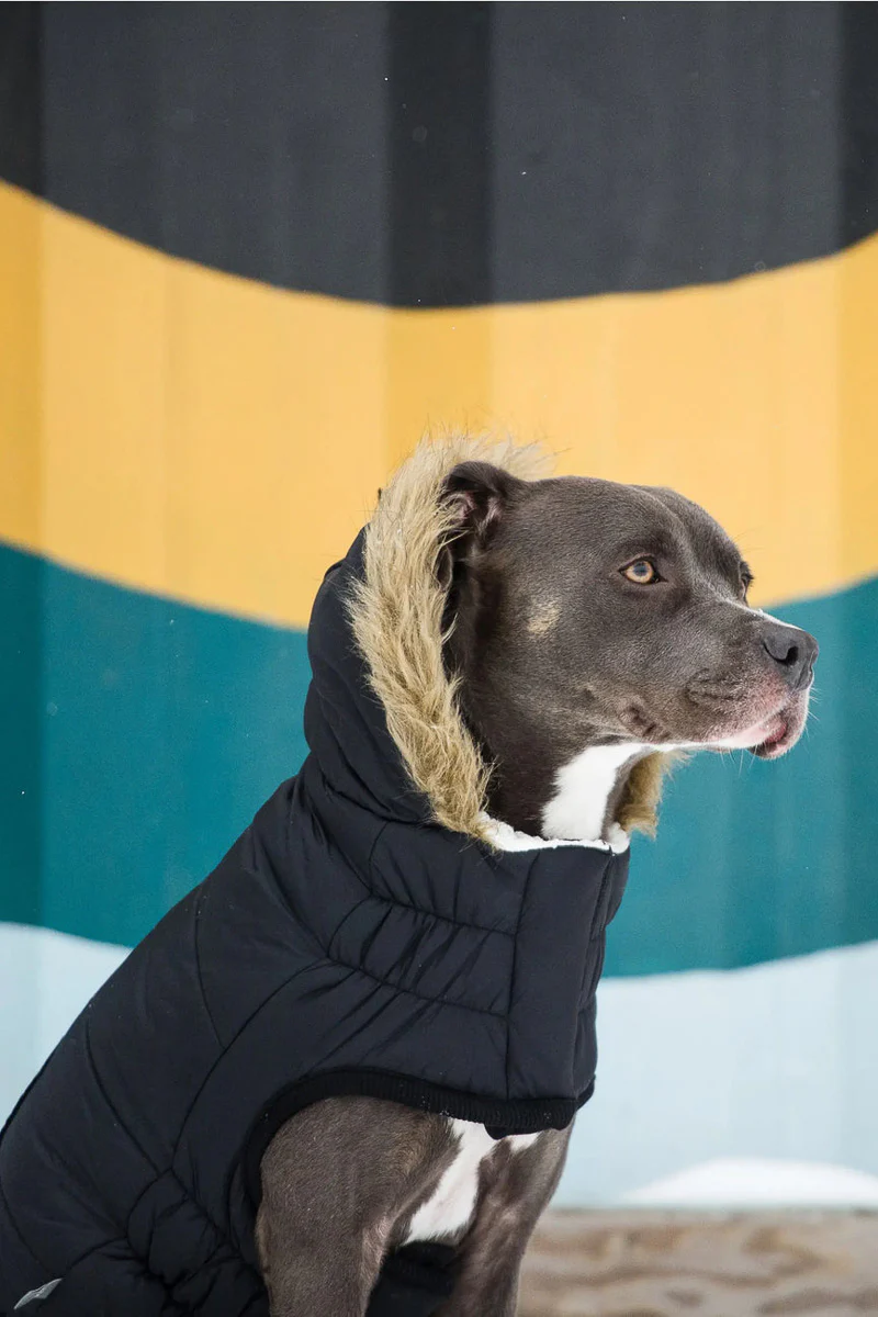 GF Pet Urban Parka XL Black