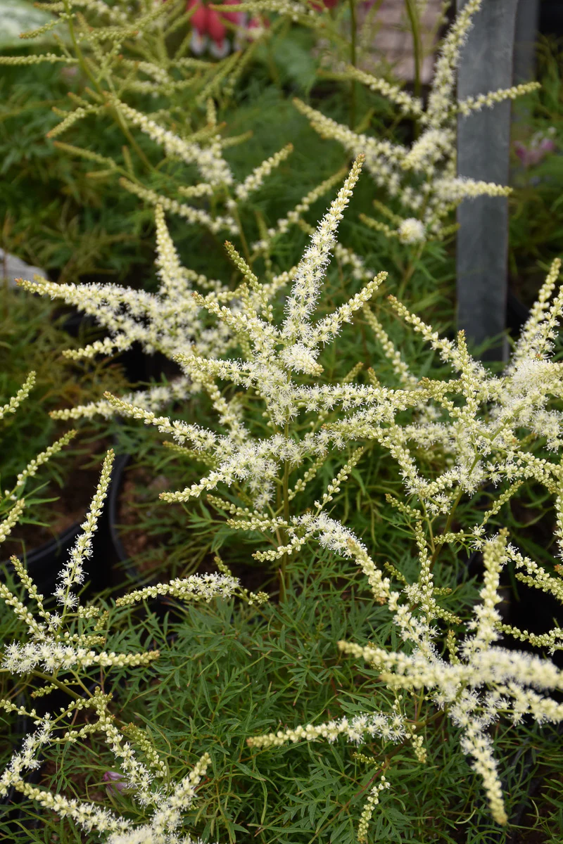 Goat'S Beard, Fairy Hair
