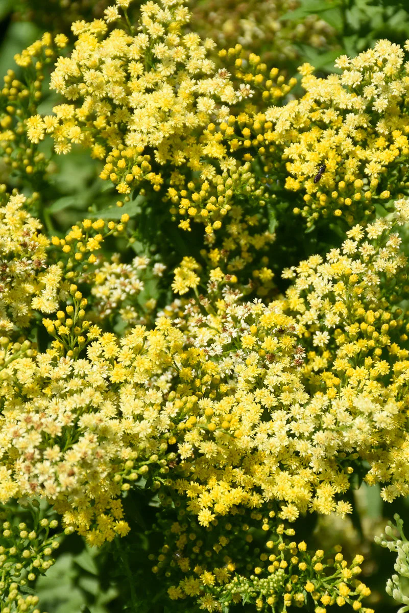 Goldenrod, Little Lemon