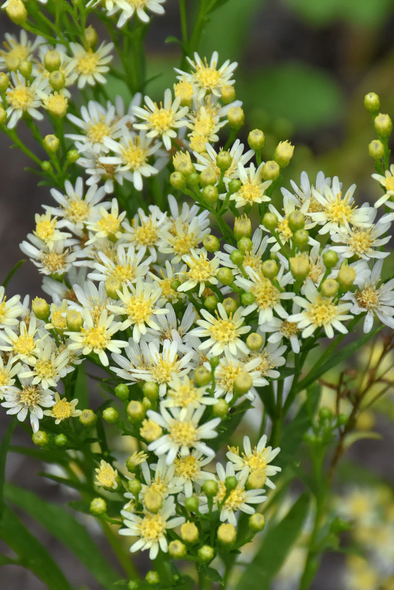 Goldenrod, Sugar Kisses