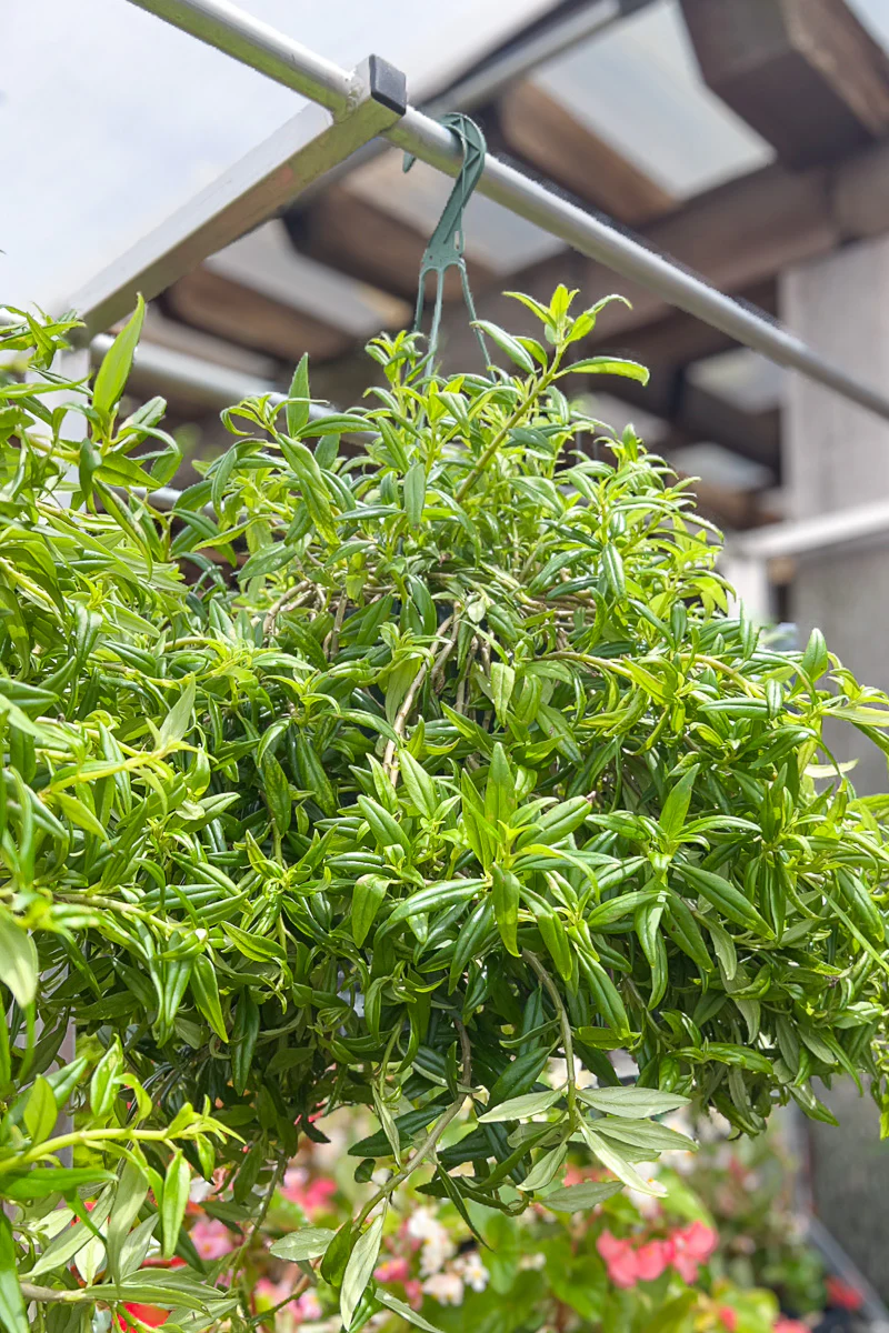 Goldfish Plant, Hanging Basket 6"