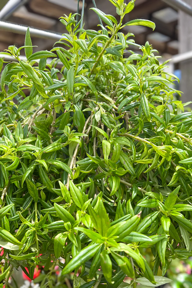 Goldfish Plant, Hanging Basket 6" - Image 2