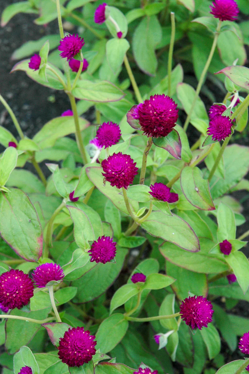Gomphrena Short Pu