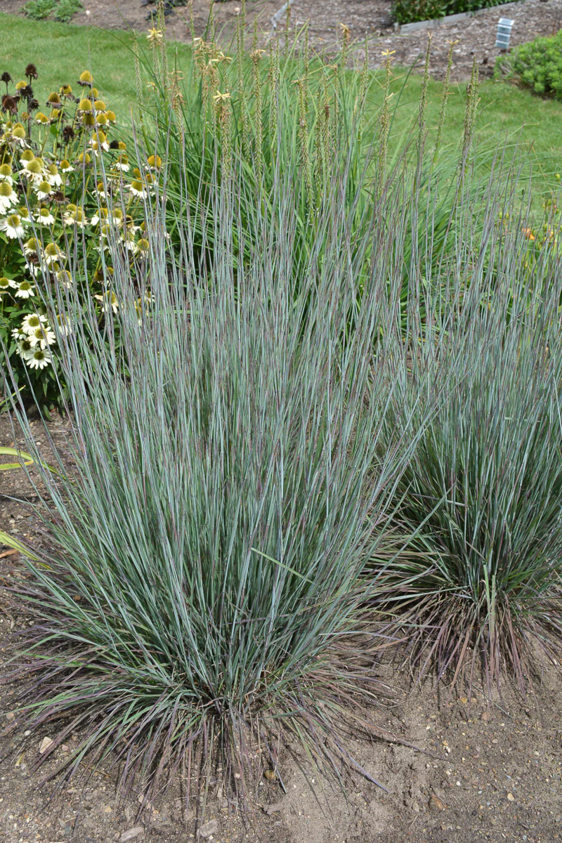 Grass, Little Bluestem Blue Paradise