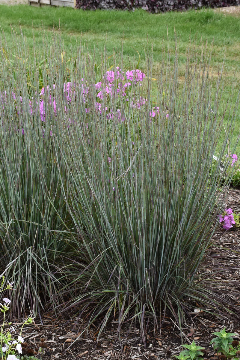 Grass, Little Bluestem Blue Paradise - Image 2