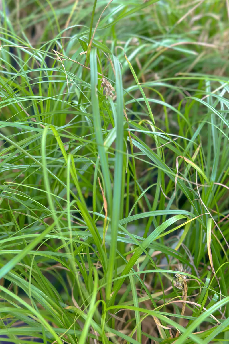 Grass, Carex Crying Time