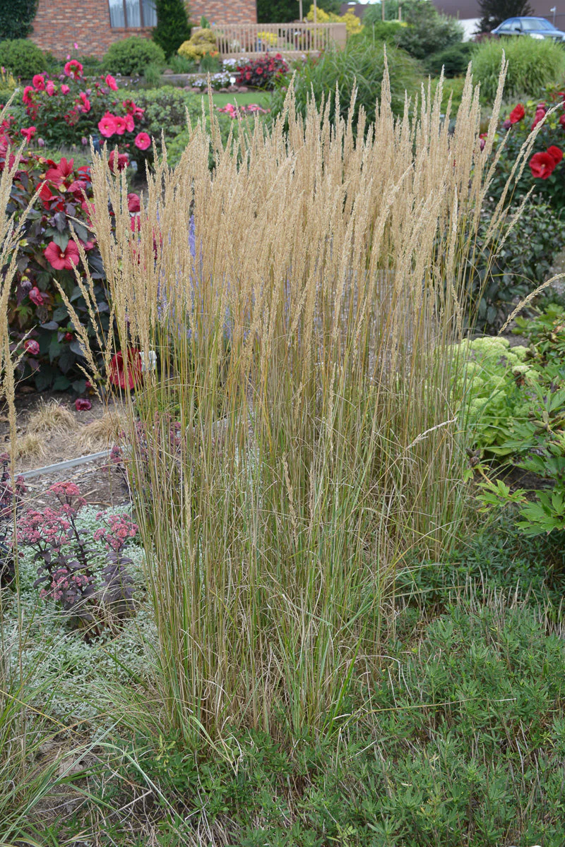 Grass Feathr Reed-Eldorado