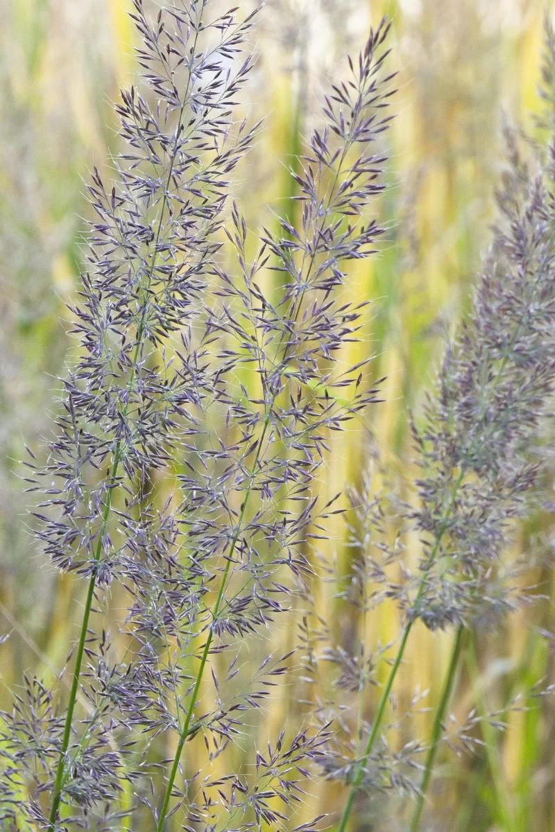 Feather Reed Grass, Korean