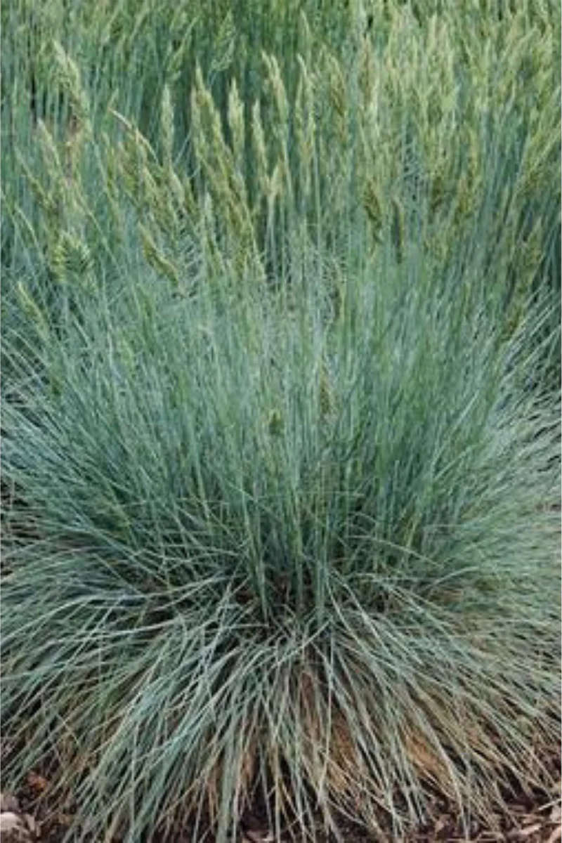 Grass, Fescue- Cool As Ice