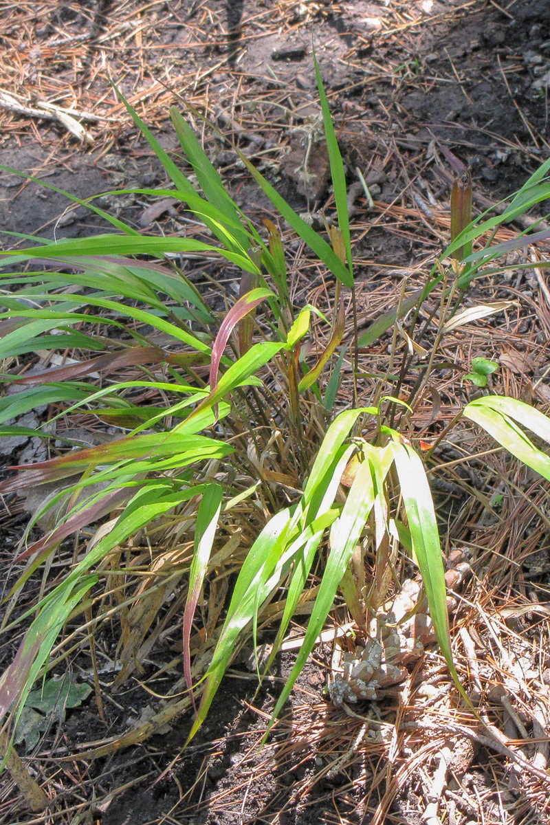 Grass, Hakone- Beni-Kaze