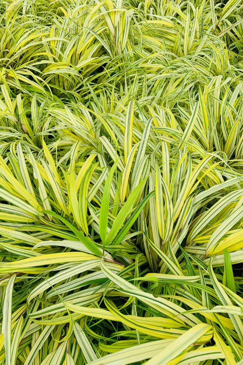 Grass, Hakone Golden 1G