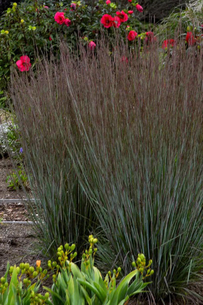 Grass, Little Bluestem Free Spirit Mystic Purple 1G