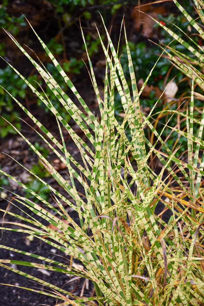Grass, Maiden Gentle Breeze