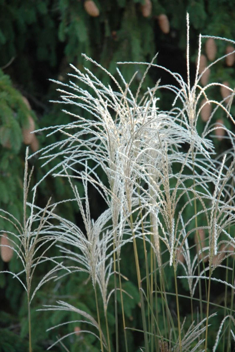 Grass, Maiden Graziella