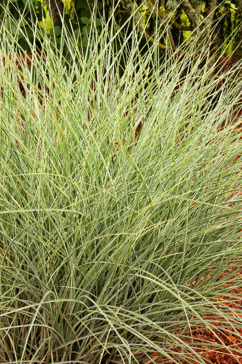 Grass, Maiden- Morning Light 1G