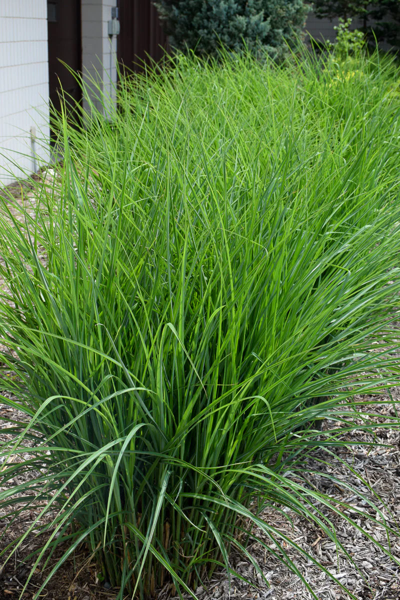 Grass, Maiden Oktoberfest