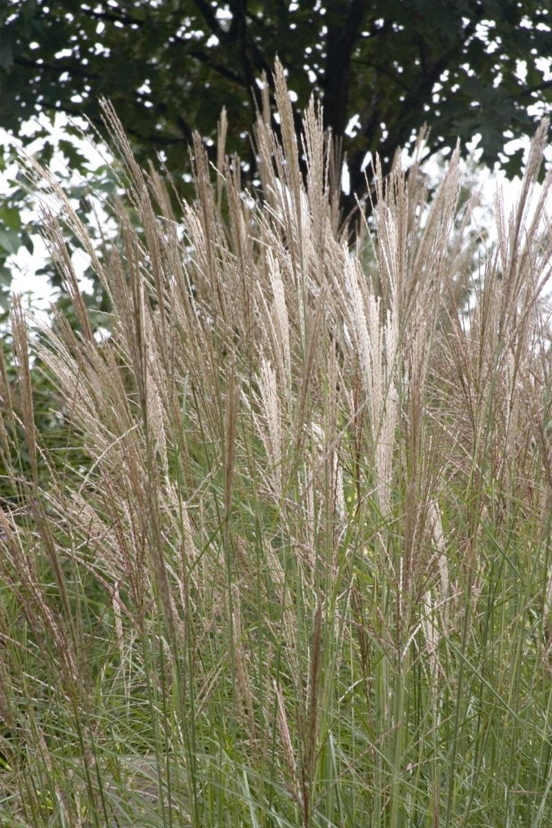 Grass, Maiden Yakushima