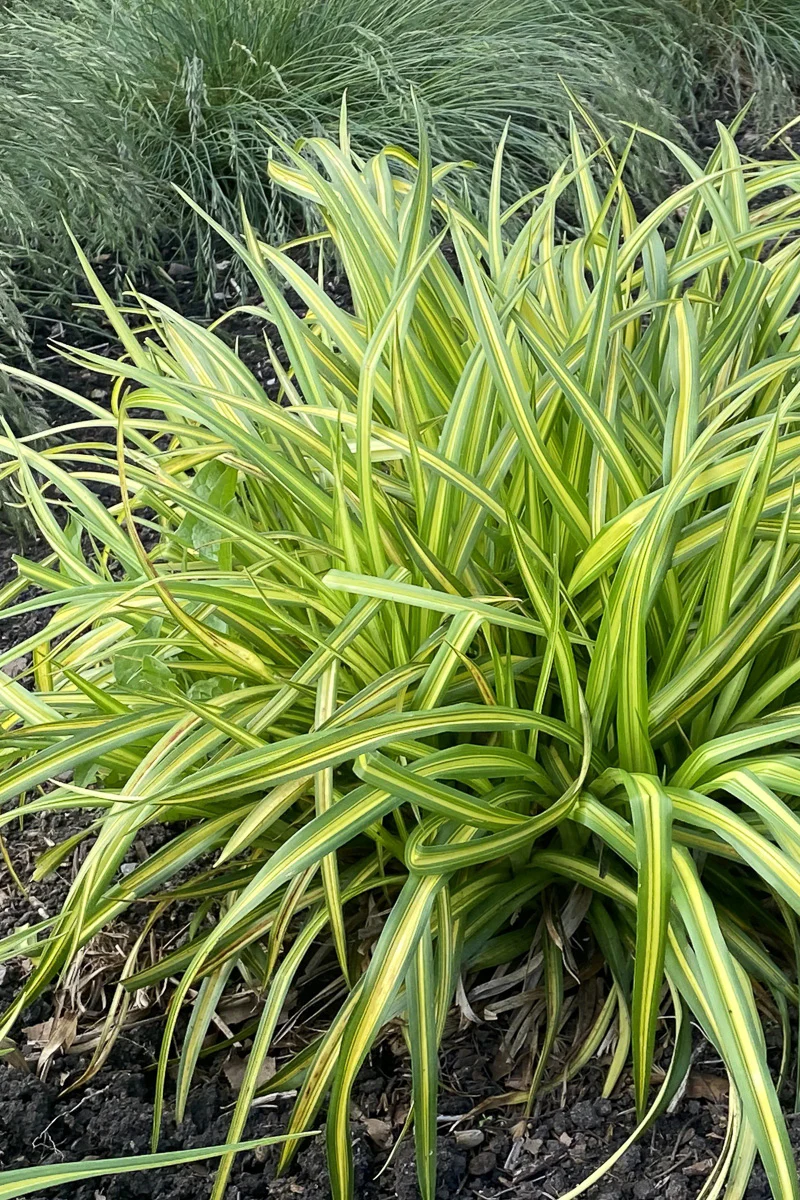 Grass, Nodding Bulrush Stars and Stripes