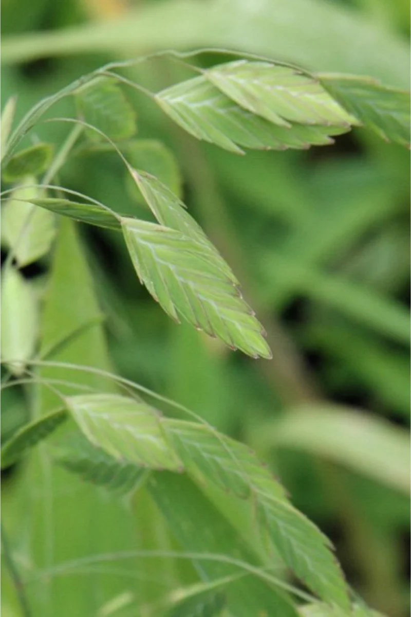 Grass, Northern Sea Oats