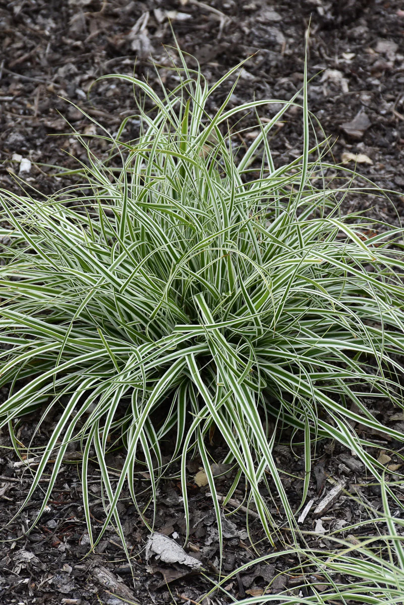 Grass, Sedge- Everest
