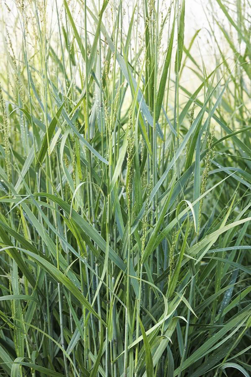Grass, Switch Prairie Dog