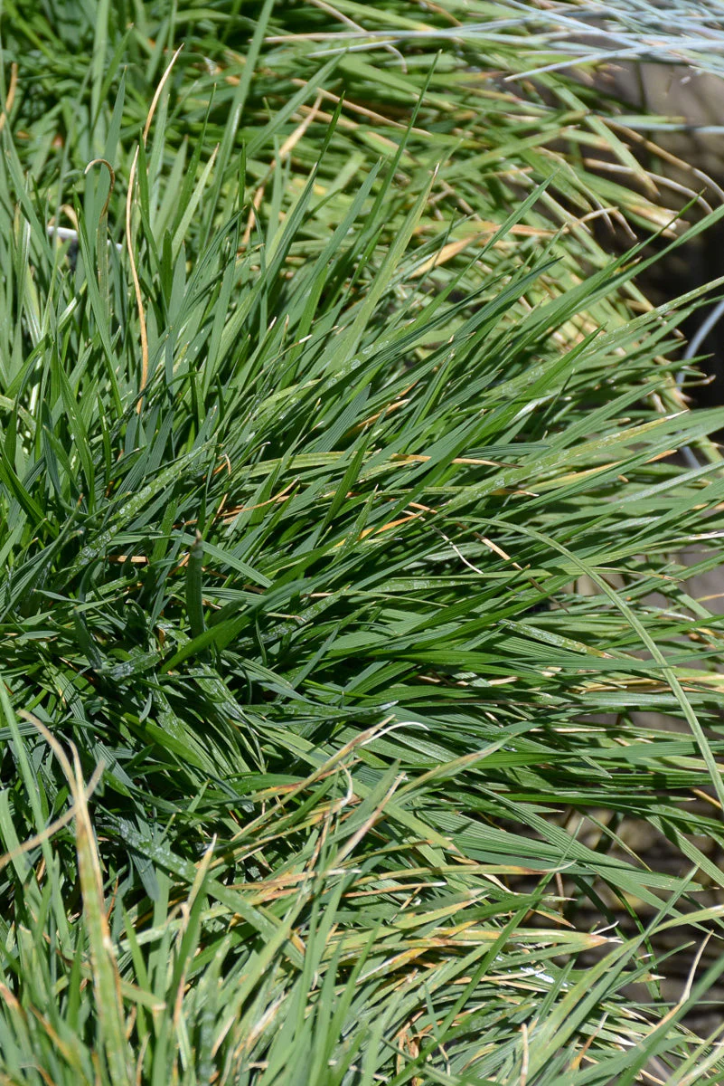 Grass, Tufted Hair Pix Foun