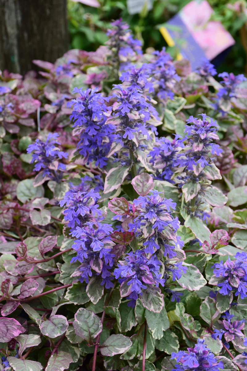Ground Cover, Ajuga Burgundy Glow