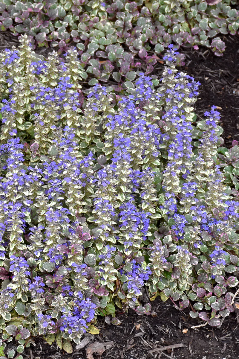 Ground Cover, Ajuga Burgundy Glow - Image 2