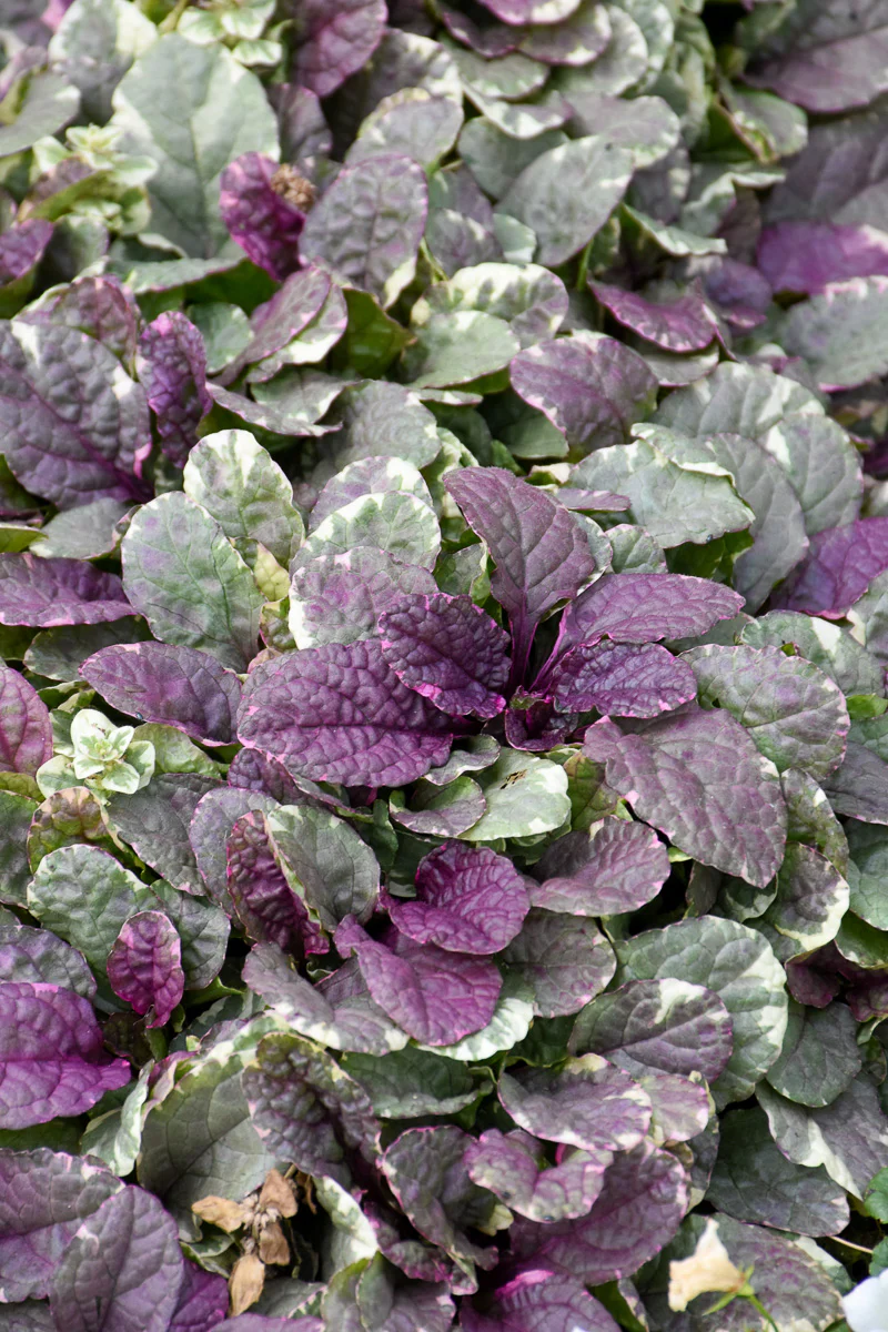 Ground Cover, Ajuga Burgundy Glow - Image 3