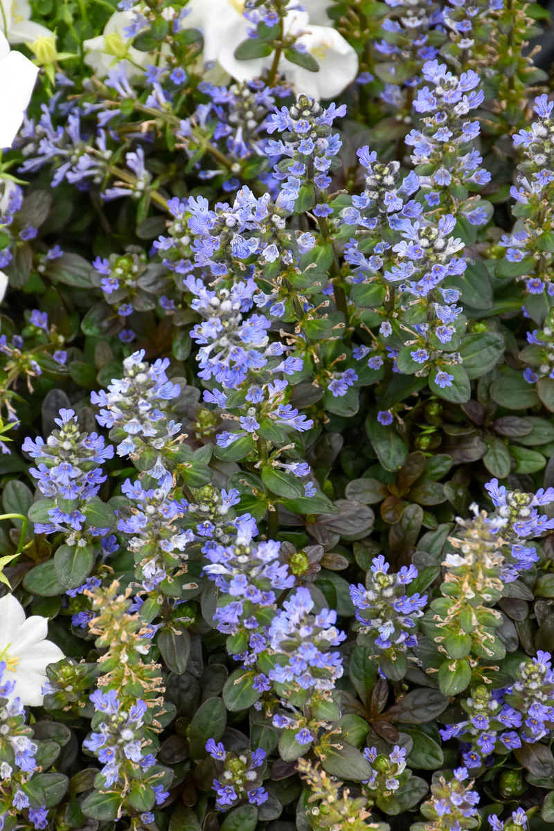 Ground Cover, Ajuga Chocolate Chip