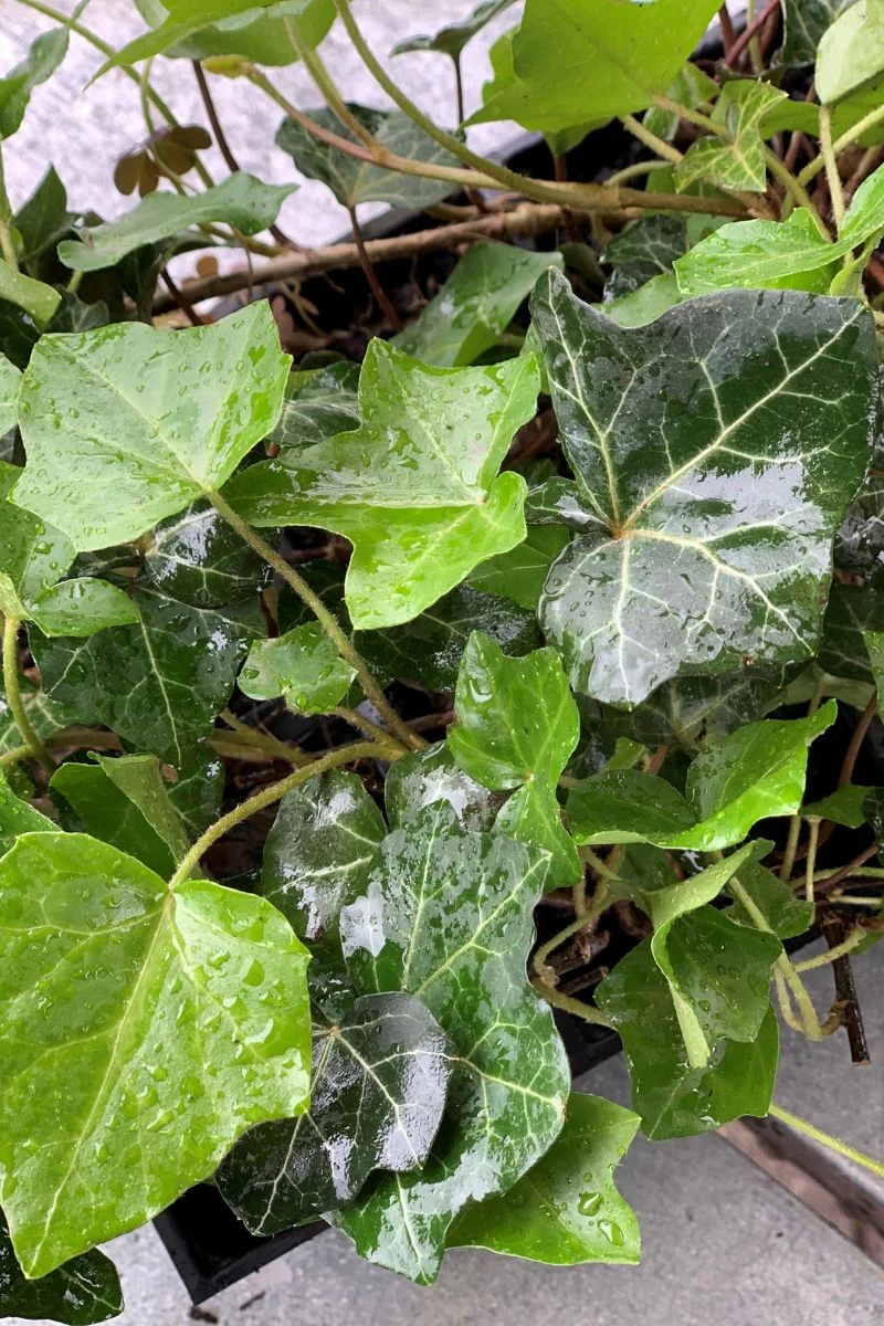 Ground Cover, Ivy Thorndle - Image 2